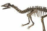 ' Mounted Dryosaurus Skeleton From Colorado - Largest Complete #132154-2